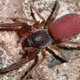 Image for article titled Researchers create a deadly spider Thunderdome — for science